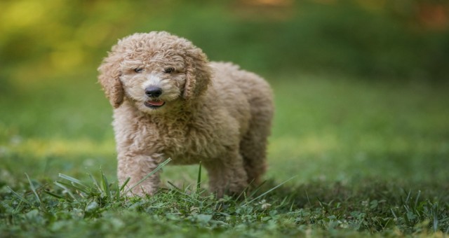 KÖPEKLERDE SAĞLIK SORUNLARI ORTAYA ÇIKIYOR