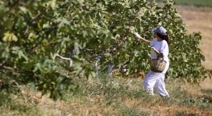 TÜRKİYE'NİN İNCİRDEKİ YENİ YILDIZI "SİYAH ORAK", KUZEY EGE'DE YAYILIYOR