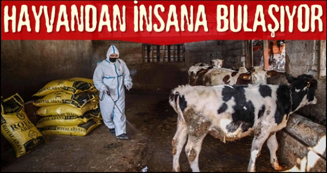 ÜÇ GÜN HASTALIĞI HAYVANDAN İNSANA GEÇMİYOR